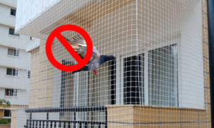 Pigeon Control in Dubai