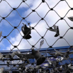 Pigeon Control in Dubai