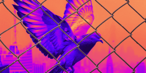 Pigeon Control in Dubai