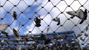 Pigeon Control in Dubai