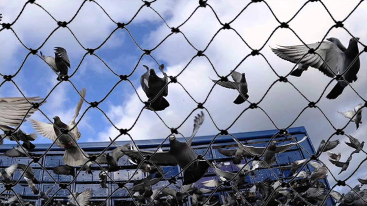 Pigeon Control in Dubai