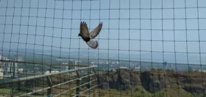 balcony bird netting dubai