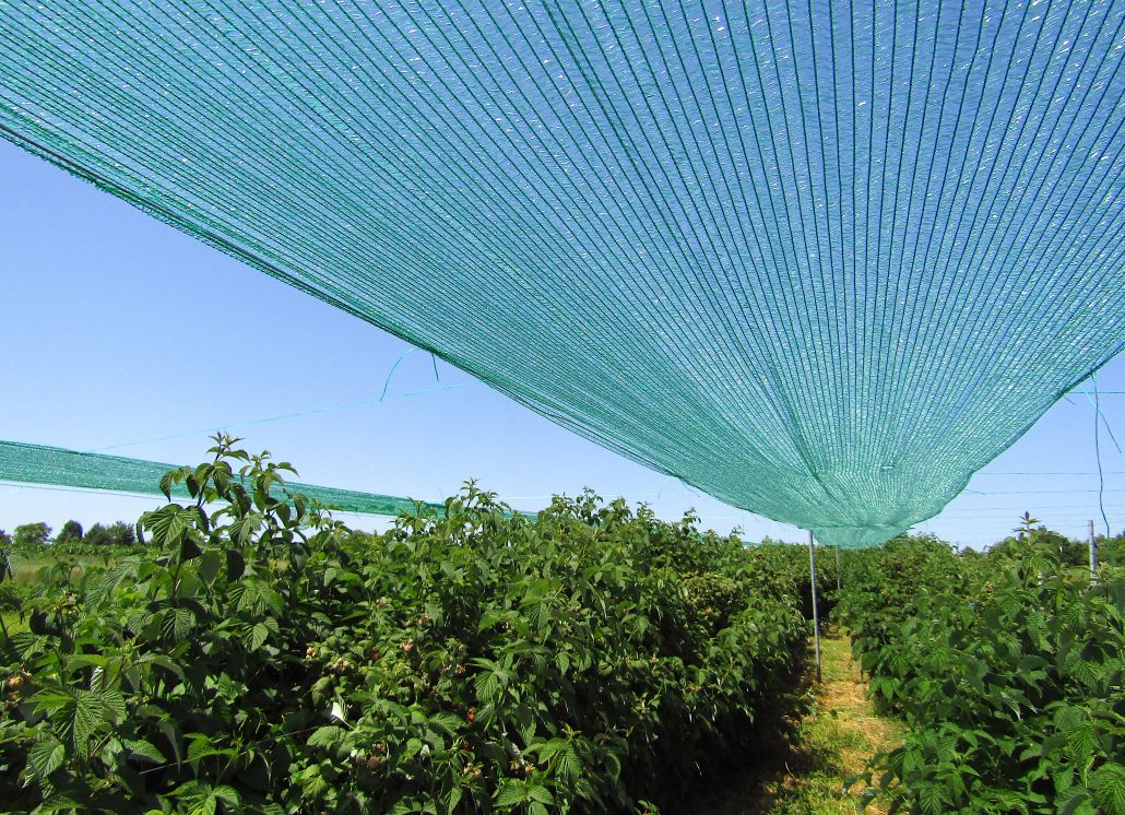 Shade Net for UAE