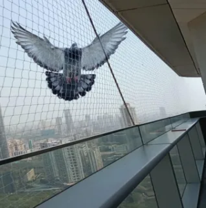 Bird Netting installation Dubai
